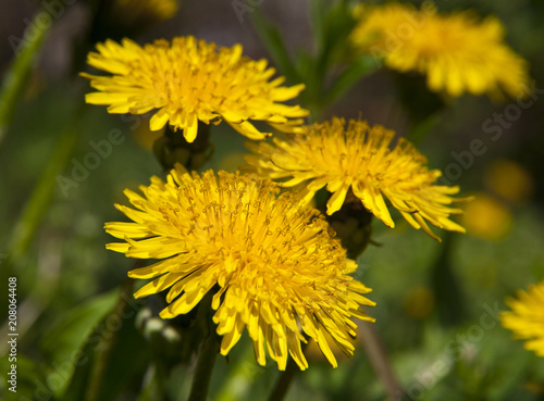 spring landscape yellow dandelion flowers in the grass