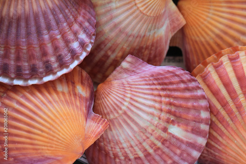 abstract sea shells texture