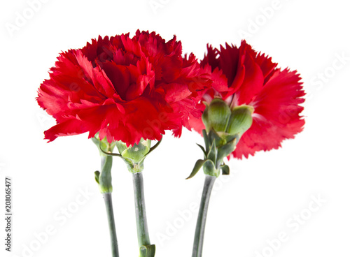 Fototapeta Naklejka Na Ścianę i Meble -  red carnations isolated on white background