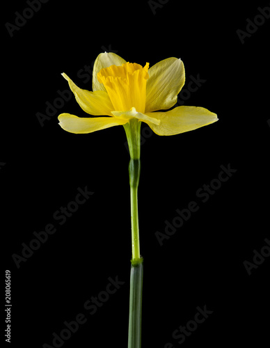 Narcissus flowers isolated on a black background