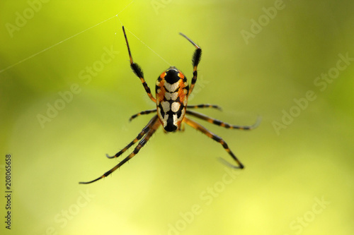 Pear shaped leucauge spider, Opadometa sp, Tetragnathidae, Trishna, Tripura