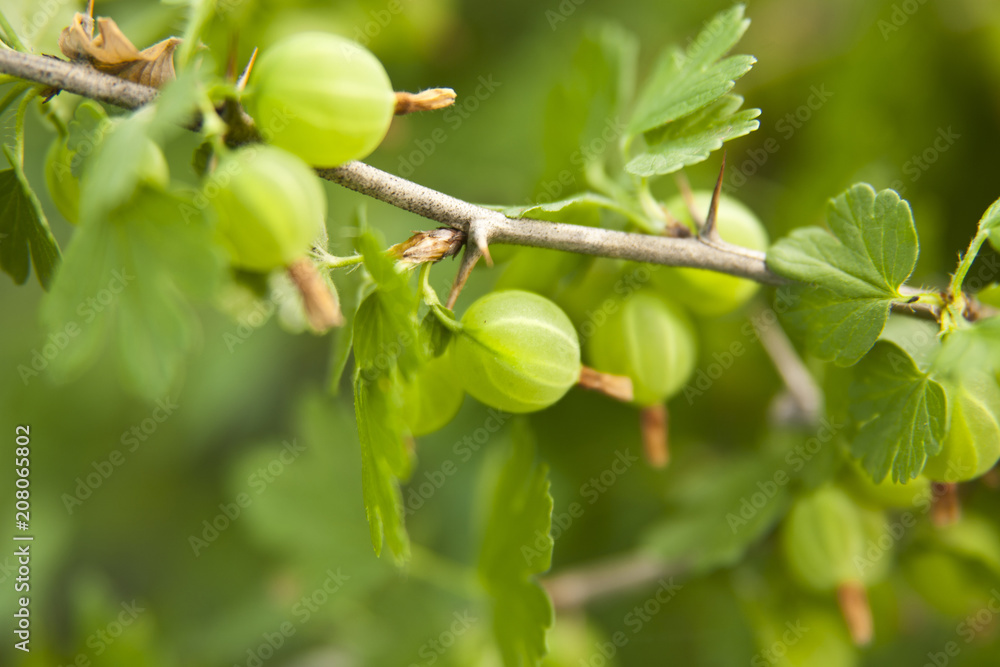 berries of gooseberries on a bush in the garden as a background berries of gooseberries on a bush in the garden as a background