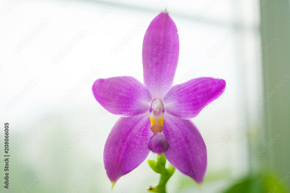 Obraz premium Beautiful rare orchid in pot on blurred background
