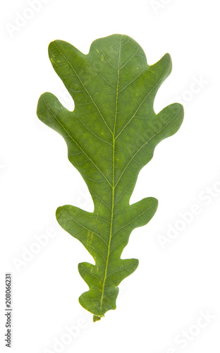 green oak leaves isolated on white background