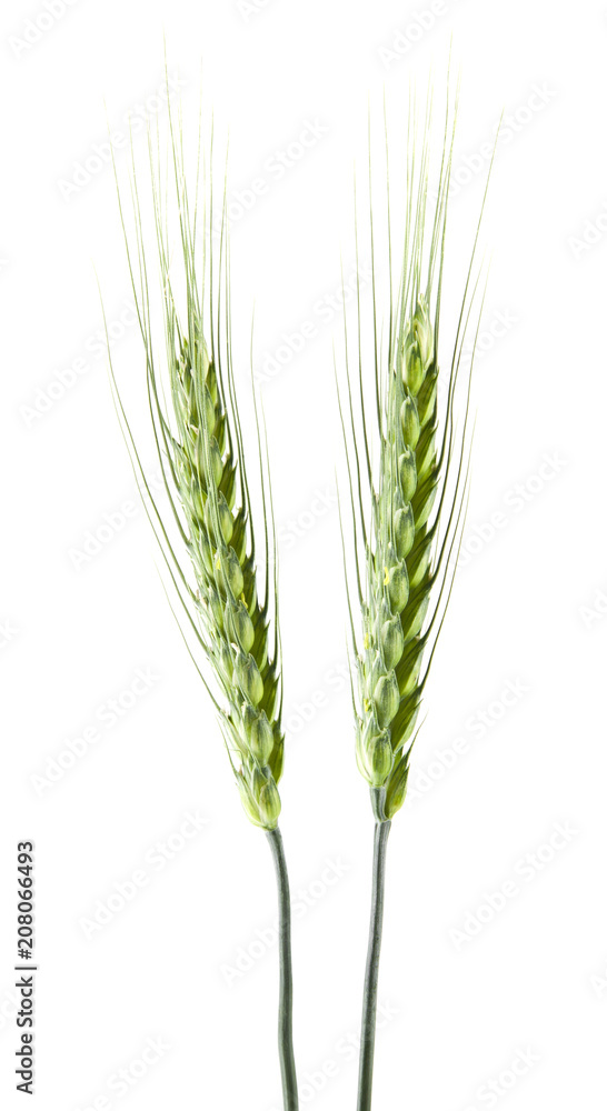 green spikelets of wheat isolated on white background green spikelets of wheat isolated on white background