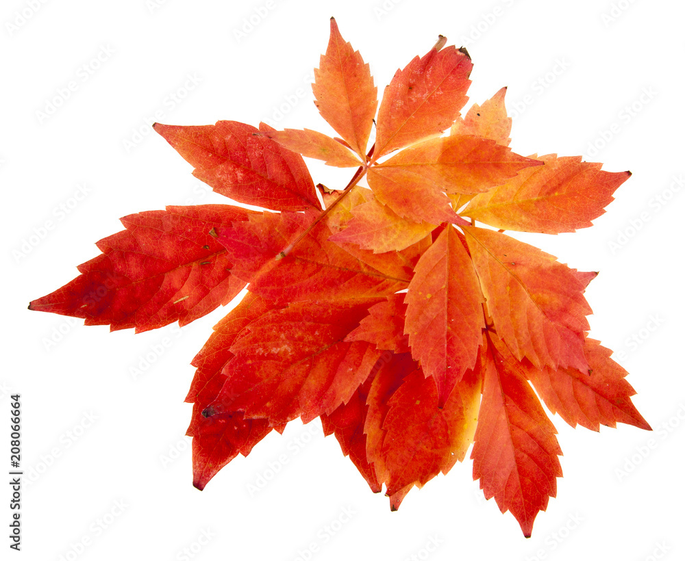 red grape leaves isolated on white background red grape leaves isolated on white background