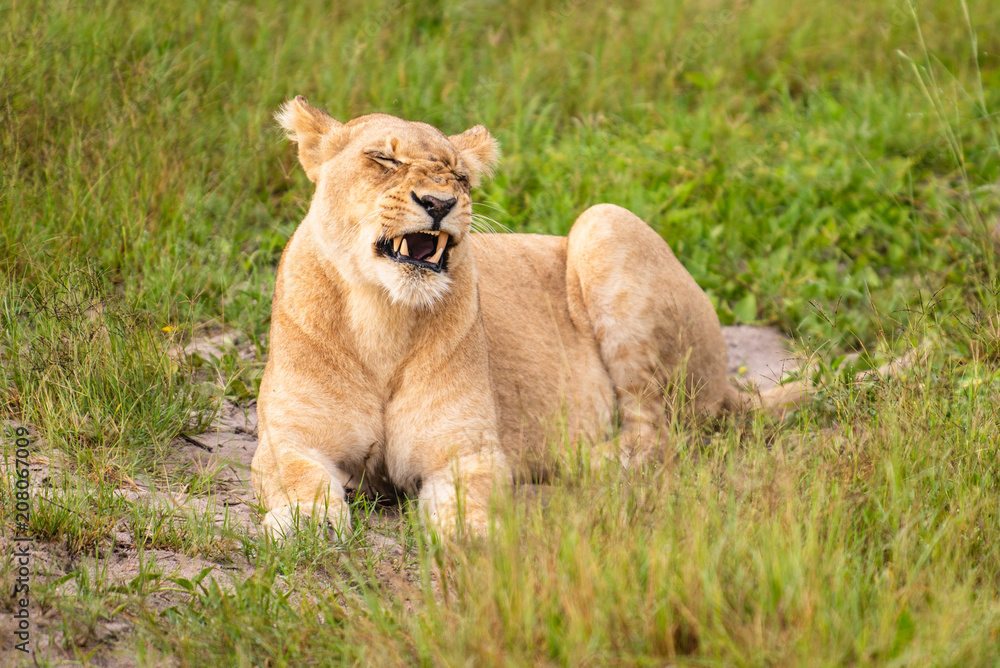 Mighty Lion watching the lionesses who are ready for the hunt in Masai Mara, Kenya (Panthera leo)