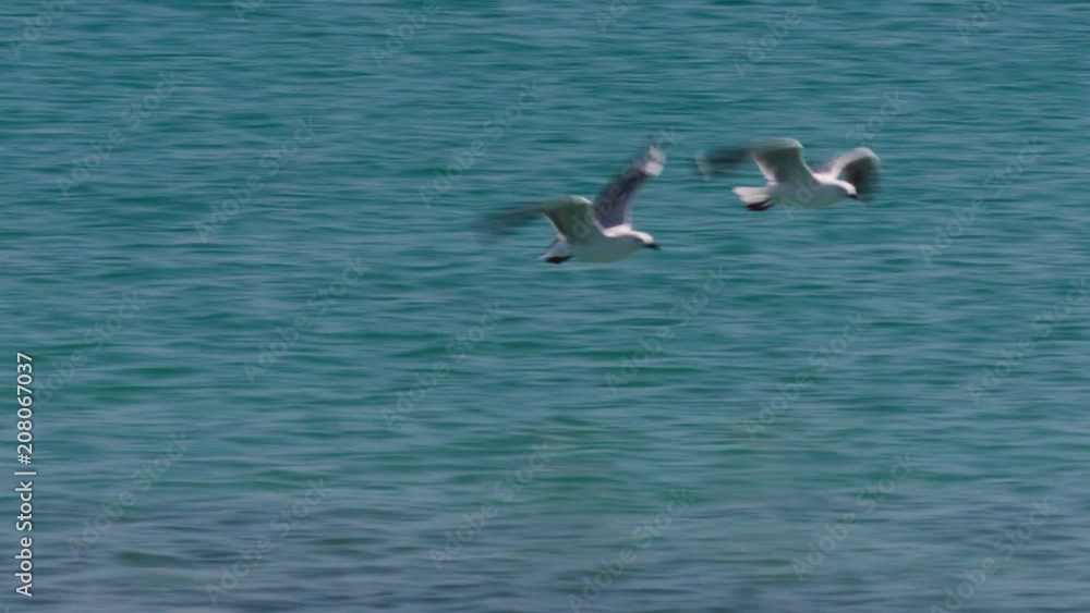 A group of seagulls float in the ocean before taking off. Camera tracks them. A group of seagulls float in the ocean before taking off. Camera tracks them.