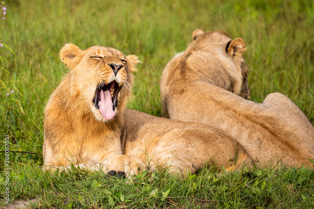 Mighty Lion watching the lionesses who are ready for the hunt in Masai Mara, Kenya (Panthera leo) Mighty Lion watching the lionesses who are ready for the hunt in Masai Mara, Kenya (Panthera leo)
