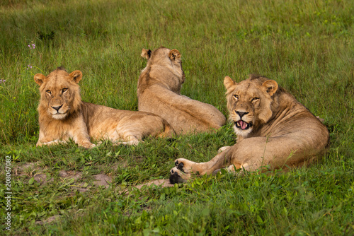 Mighty Lion watching the lionesses who are ready for the hunt in Masai Mara  Kenya  Panthera leo 