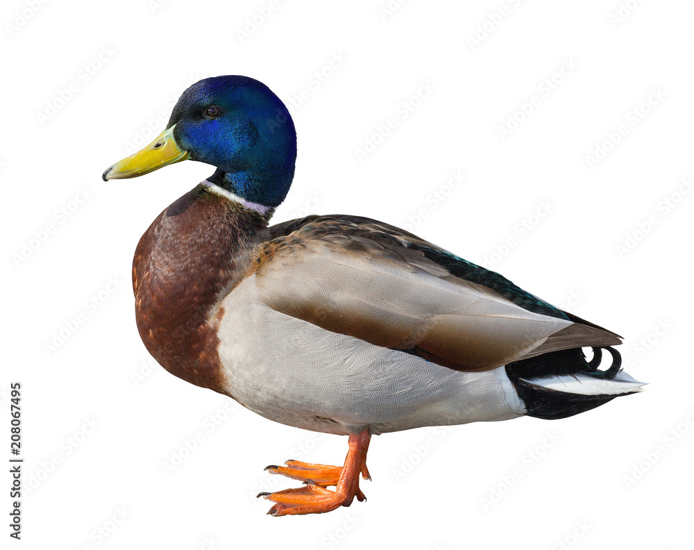 standing mallard duck drake with blue head on white Photos | Adobe Stock