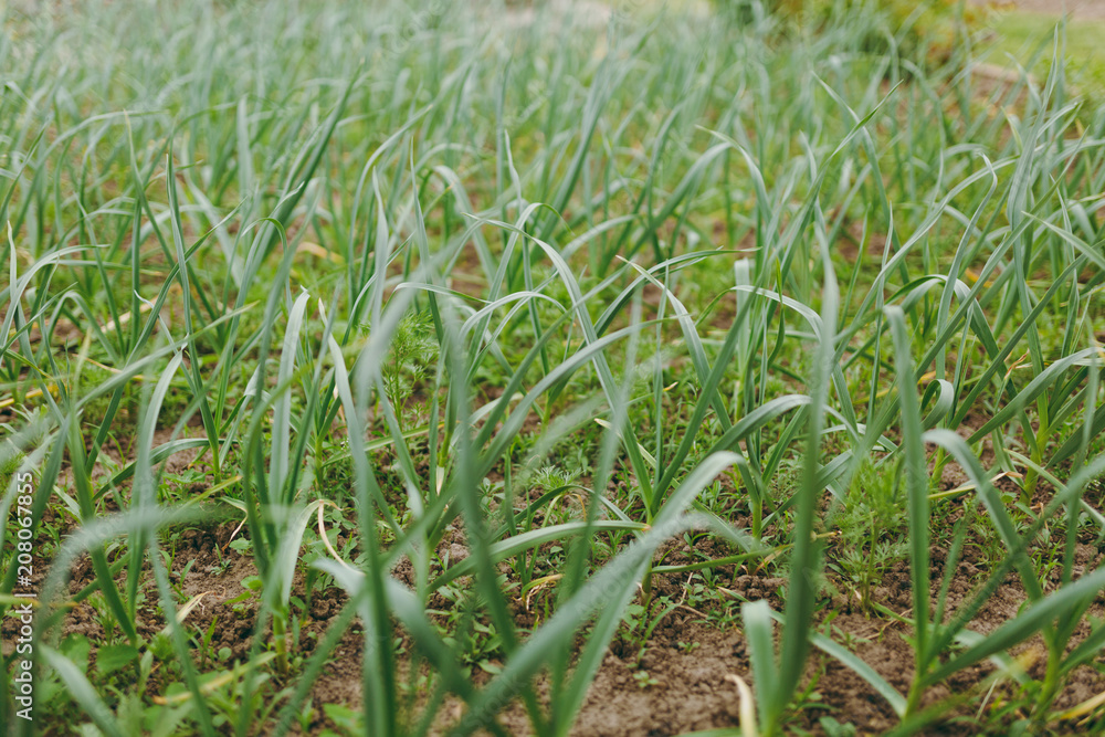 Obraz premium Sapling of garlic. Ripe of green garlic sprouts farm. Organically cultivated garlic plantation in vegetable garden. Agricultural background. Feathers green onion growing in garden. Spring harvest.