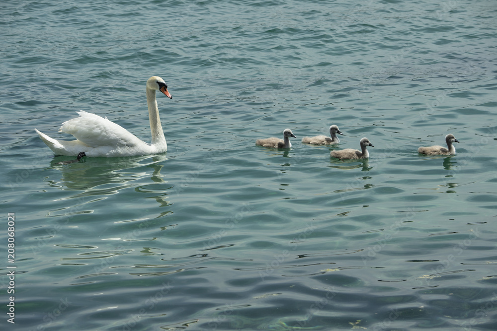 Schwan schwimmt mit vier Jungen im Genfersee, Genf, Schweiz Schwan schwimmt mit vier Jungen im Genfersee, Genf, Schweiz