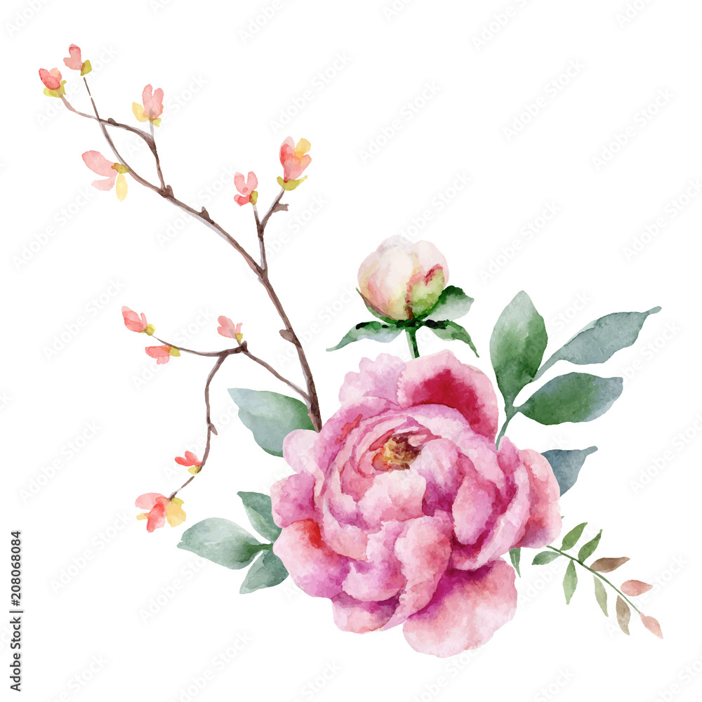 Watercolor vector hand painting illustration of peony flowers and green ...