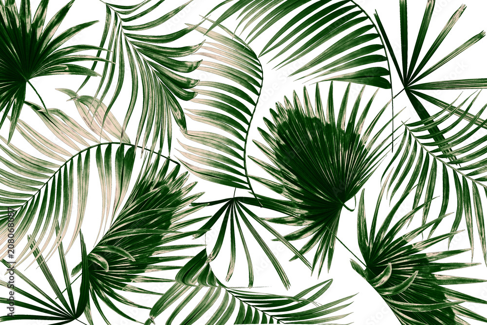 mix green leaves of palm tree on white background mix green leaves of palm tree on white background