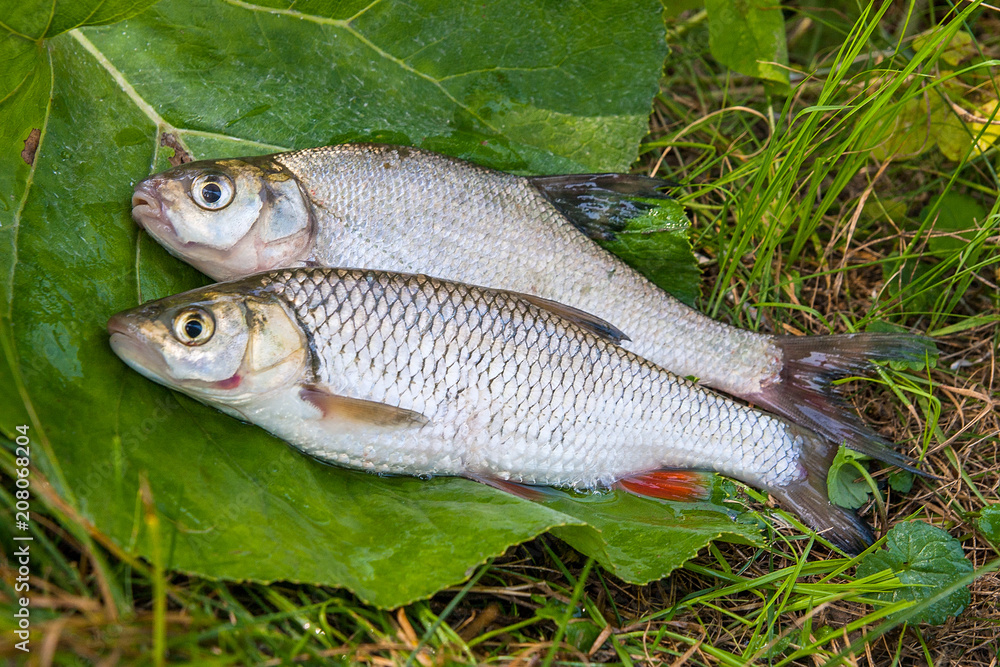 Freshwater common bream and European chub fish on natural background.. Freshwater common bream and European chub fish on natural background..