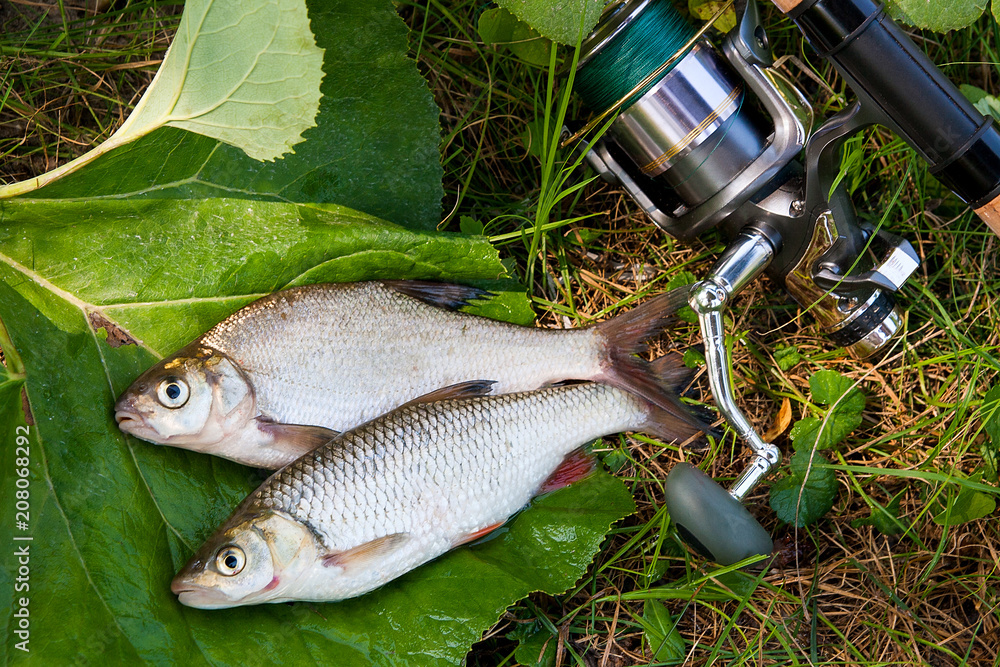 Freshwater common bream and European chub fish with fishing rod with reel on natural background.. Freshwater common bream and European chub fish with fishing rod with reel on natural background..
