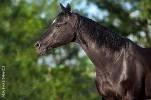 Black horse  close up portrait in motion outdoor © kwadrat70