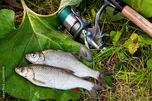 Freshwater common bream and European chub fish with fishing rod with reel on natural background..