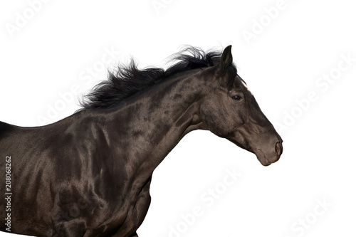Black stallion portrait run isolated on white background