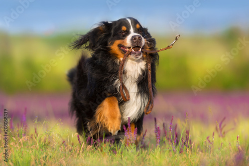 Bernese Mountain Dog run in violet flowers field