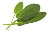 sorrel leaves isolated on white background