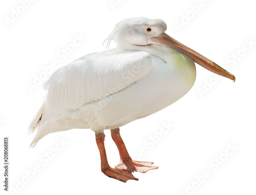 small standing pelican isolated on white