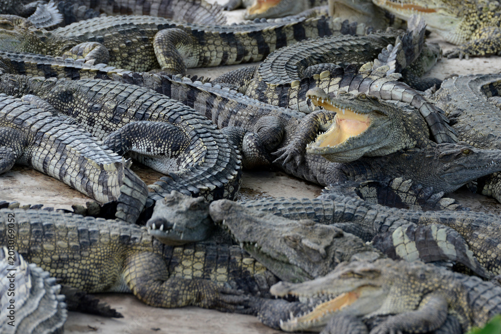 Fototapeta premium CAMBODIA SIEM REAP CROCODILE FARM