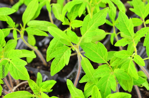 Wallpaper Mural Green tomato seedling Torontodigital.ca