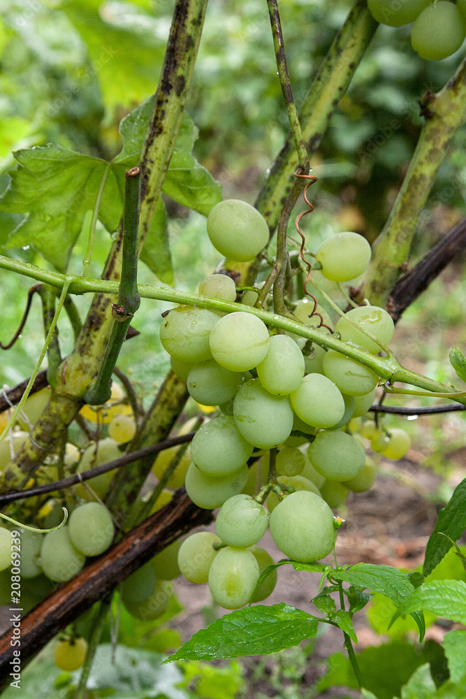 Bunches of grapes in a vineyard after rain on a wine estate or farm..