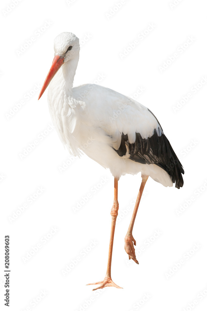 isolated single stork standing on one leg isolated single stork standing on one leg