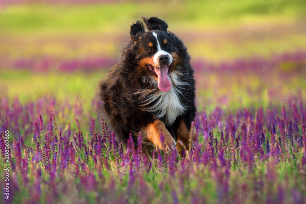 Bernese Mountain Dog run in violet flowers field Bernese Mountain Dog run in violet flowers field