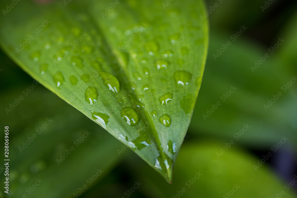 Green leaf with drops of water - Abstract green striped nature background, Natural photography Green leaf with drops of water - Abstract green striped nature background, Natural photography