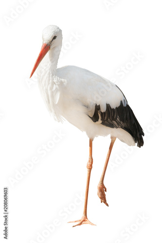isolated single stork standing on one leg