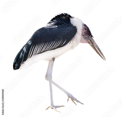 marabou stork isolated on white