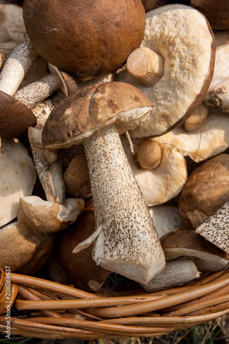 Close up view of brown cap boletus in the wicker basket on natural background.
