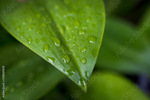 Green leaf with drops of water - Abstract green striped nature background, Natural photography