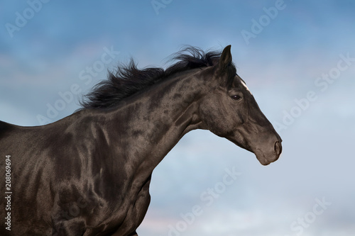 Black horse portrait in motion against beautiful sky