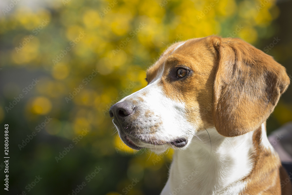Summery portrait of a beagle