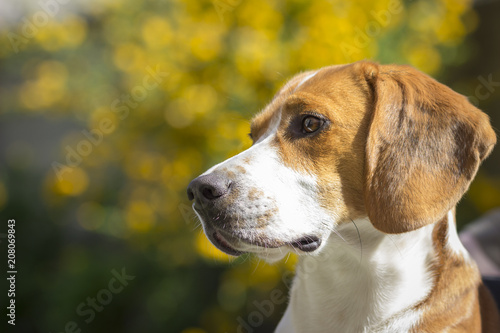 Obraz na plátne Summery portrait of a beagle