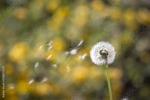 Background - flowers of a blowball in the wind