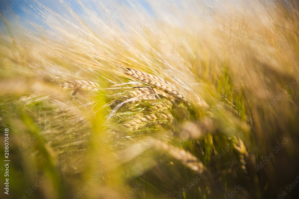 Wheat field. Ears of golden wheat close up in a rural scenery under Shining Sunlight. Background of ripening ears of wheat field.