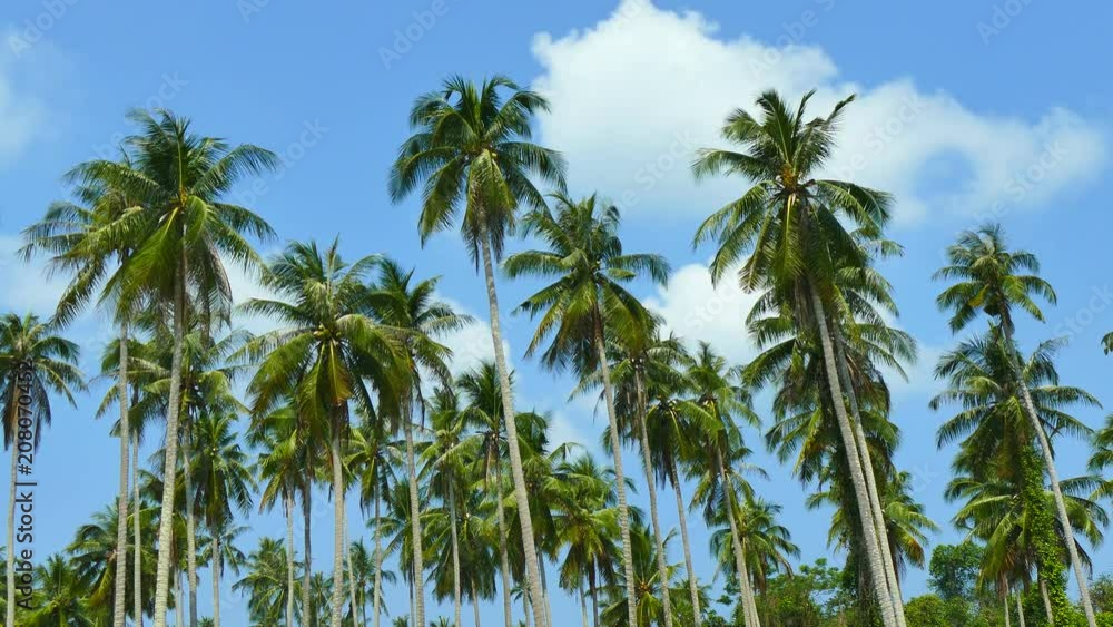 Beautiful tropical coconut palm tree on sky background Beautiful tropical coconut palm tree on sky background
