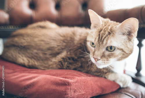close-up of ginger cat relaxing on red chesterfield armchair