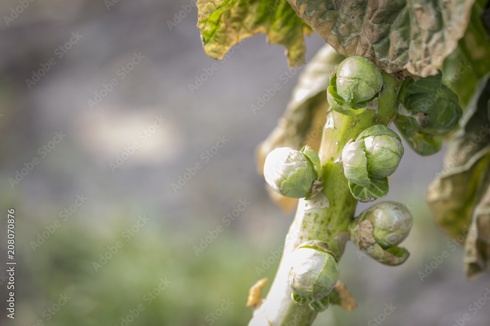 Brussels sprouts on a stem