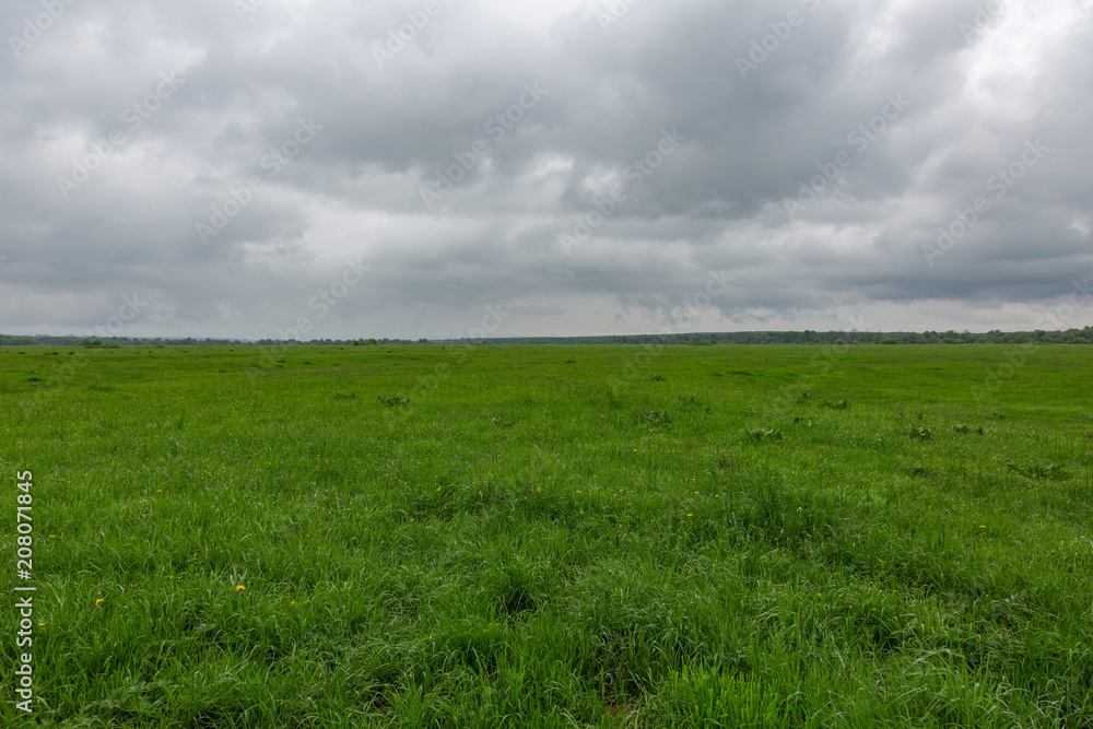 Fototapeta premium An uncultivated field with a green grass against a cloudy sky 