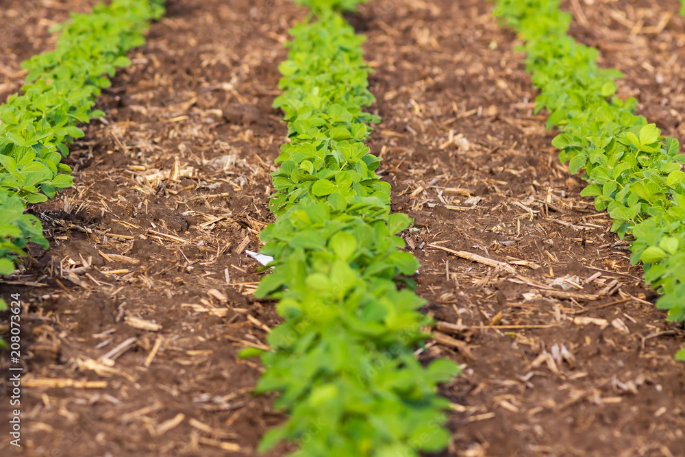 sights of spring a row of soybean plants in a midwestern field sights of spring a row of soybean plants in a midwestern field