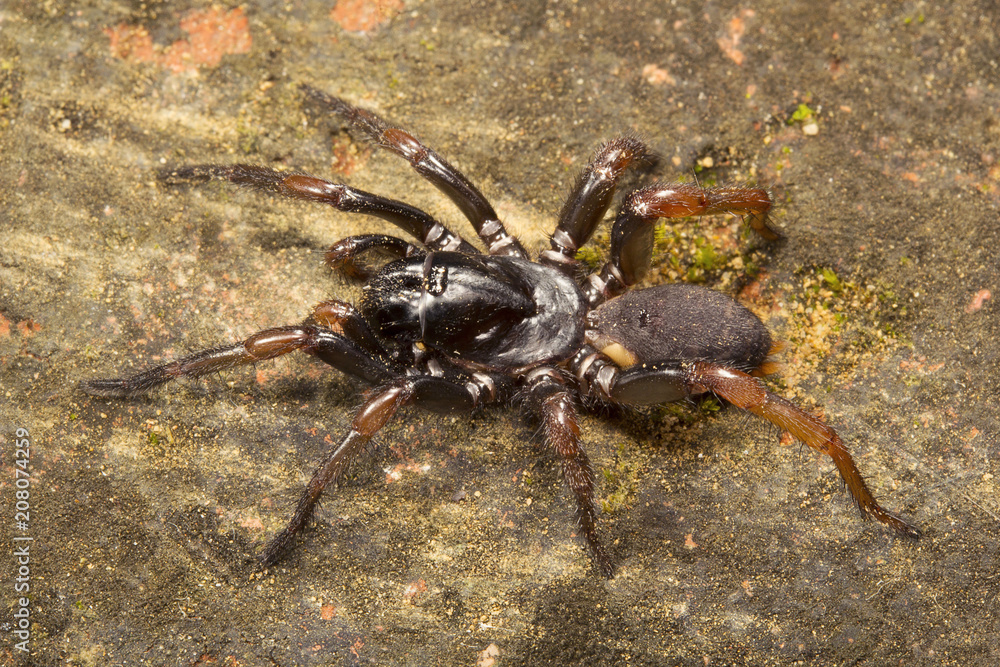 Spider, Nemesiidae, Gumti, Tripura , India