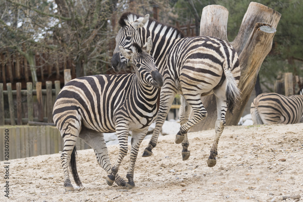 Dos cebras jovenes jugando en un zoo Dos cebras jovenes jugando en un zoo
