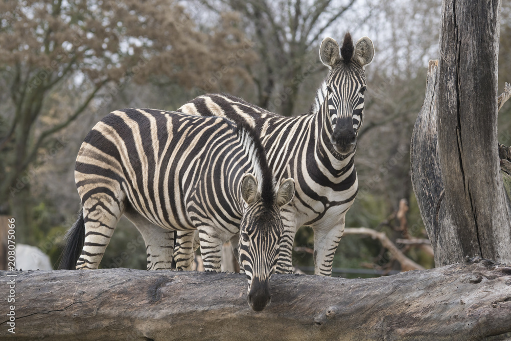 Fototapeta premium Dos cebras jovenes jugando en un zoo